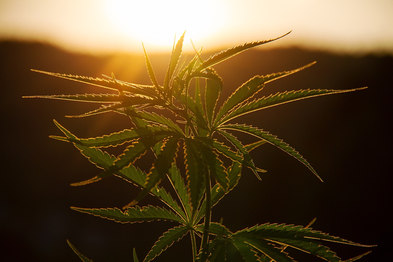 Organic Hemp: A Green Revolution in Sustainable Agriculture